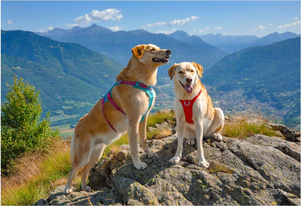 山の景色を背景にTrueloveのハーネスを着用する2頭の犬