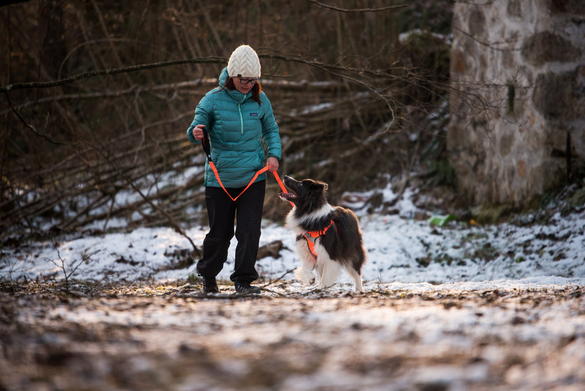 森の道を愛犬と歩く冬のアウトドア