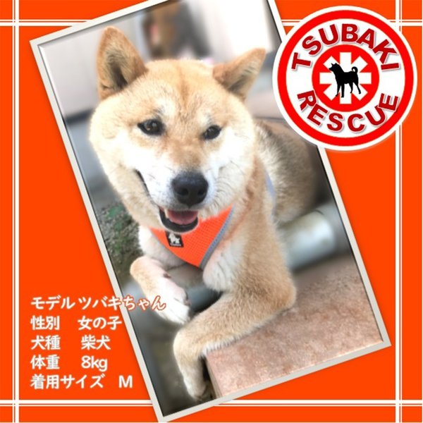 犬ハーネス犬用ハーネスメッシュ小型犬中型犬大型犬猫胴輪ソフトパッドメール便送料無料簡単装着快適メッシュハーネス