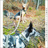 犬リード犬用リード中型犬大型犬持ちやすいソフトハンドルおしゃれ超大型犬小型犬スタンダードリードメール便送料無料
