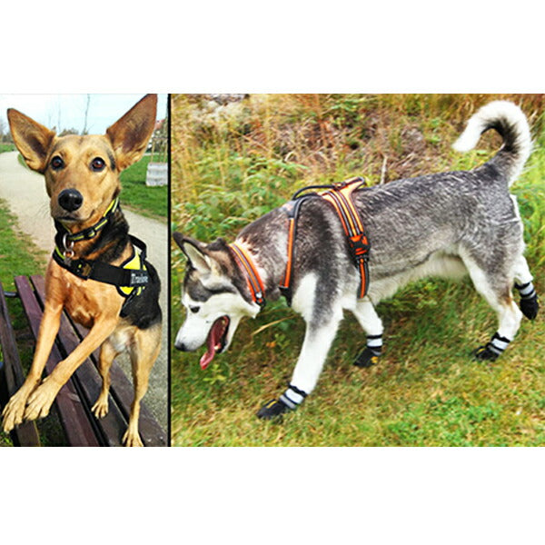 犬首輪犬用首輪軽い中型犬大型犬超大型犬小型犬おしゃれ痛くないソフトパッドメッシュ丈夫イージーウォークカラーメール便送料無料