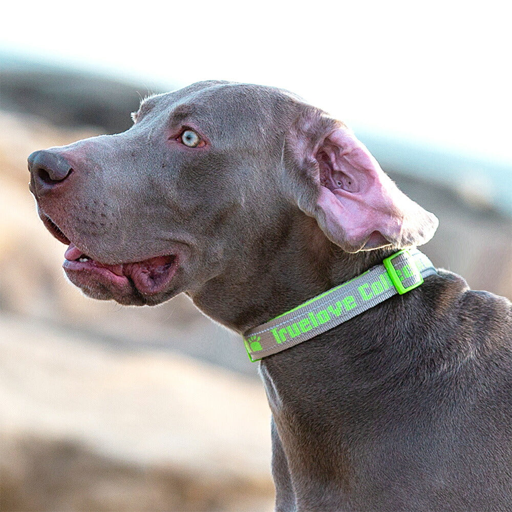 犬首輪軽いおしゃれ痛くない中型犬大型犬超大型犬小型犬ネオプレンソフトパッド丈夫ワイドアジャスター送料無料