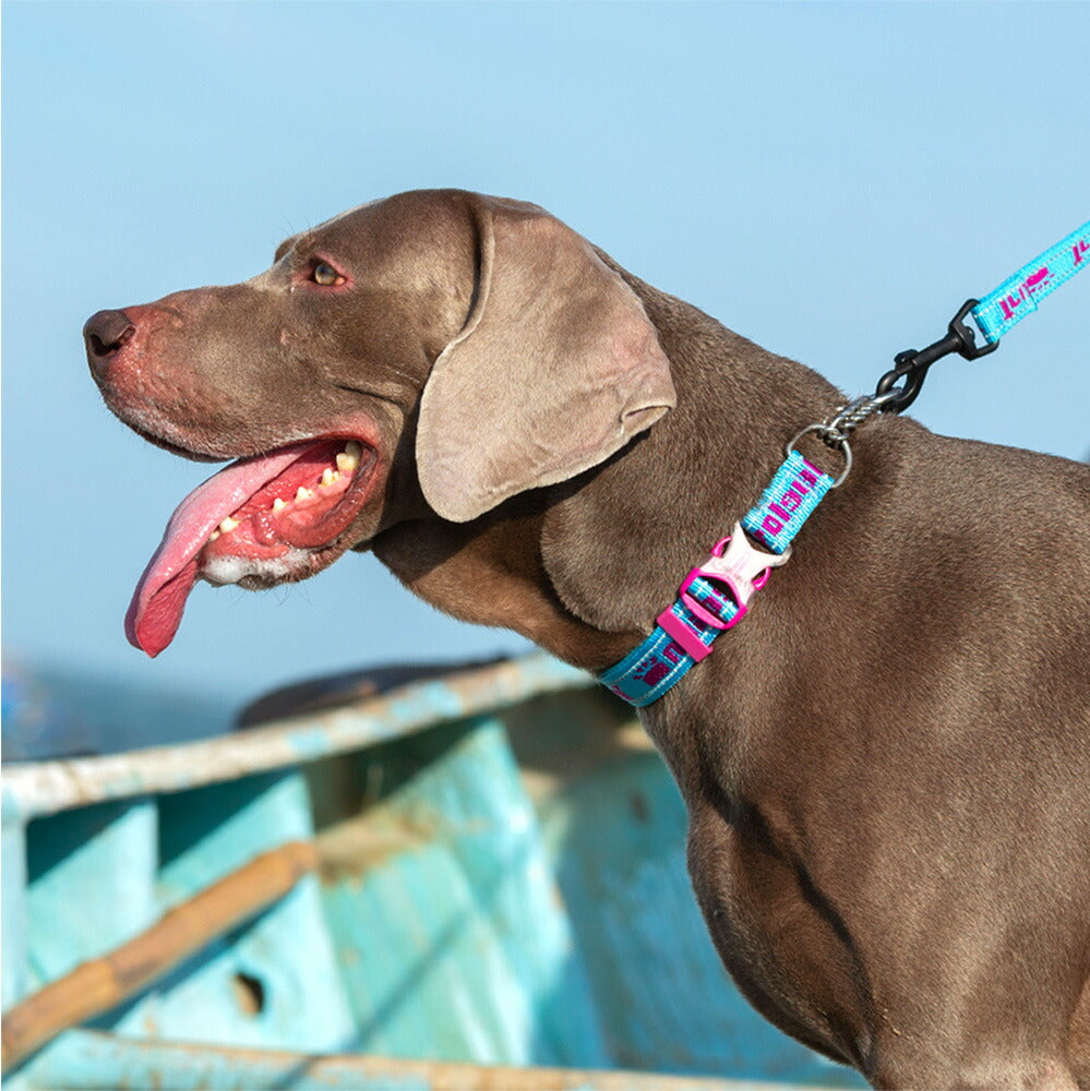 犬首輪ハーフチョークステンレスチェーンしつけ引っ張り匂い取り拾い食い歩行訓練バックル付き簡単装着中型犬大型犬やわらかいおしゃれ