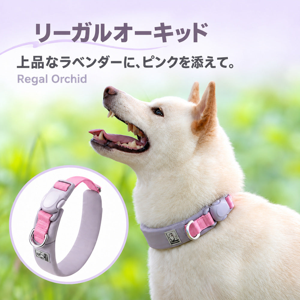Truelove TLC5612 犬用首輪のリーガルオーキッド。ラベンダーにピンクを合わせた配色と犬の着用例