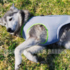 犬熱中症対策クールベストハーネス気化熱冷却涼しい犬服高品質小型犬中型犬大型犬