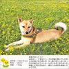 犬ハーネス犬用ハーネス胴輪ソフトパッド簡単装着快適スポーツハーネス送料無料