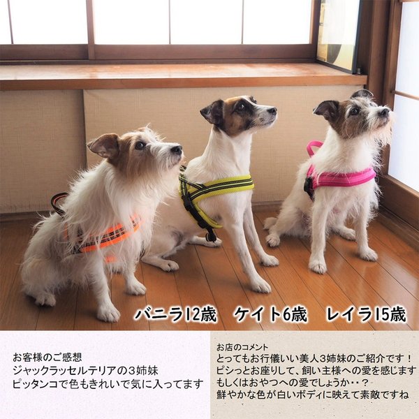 犬ハーネス犬用ハーネス胴輪ソフトパッド簡単装着快適スポーツハーネス送料無料
