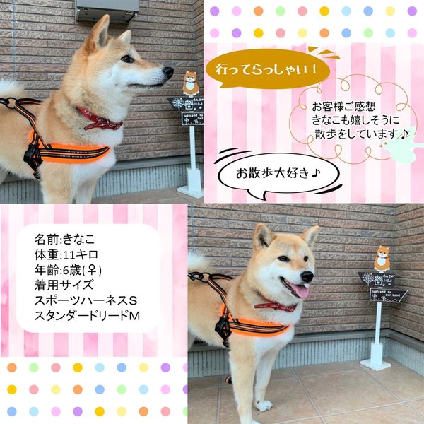 犬ハーネス犬用ハーネス胴輪ソフトパッド簡単装着快適スポーツハーネス送料無料