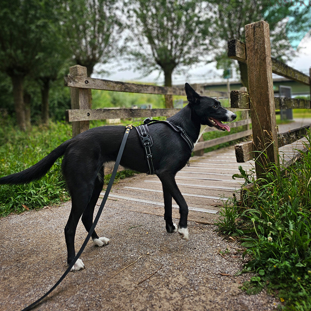 犬の行動を制限したり、急な動きにも対応できる持ちやすい大き目のタテ型ハンドル付き