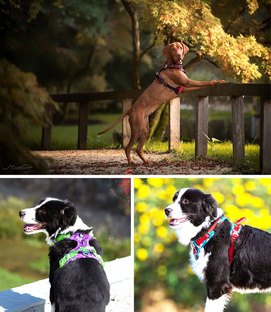 犬ハーネス犬用ハーネス胴輪ソフトパッド簡単装着快適軽量大型犬小型犬送料無料ハンドルハーネス改良版イージークリックハーネス