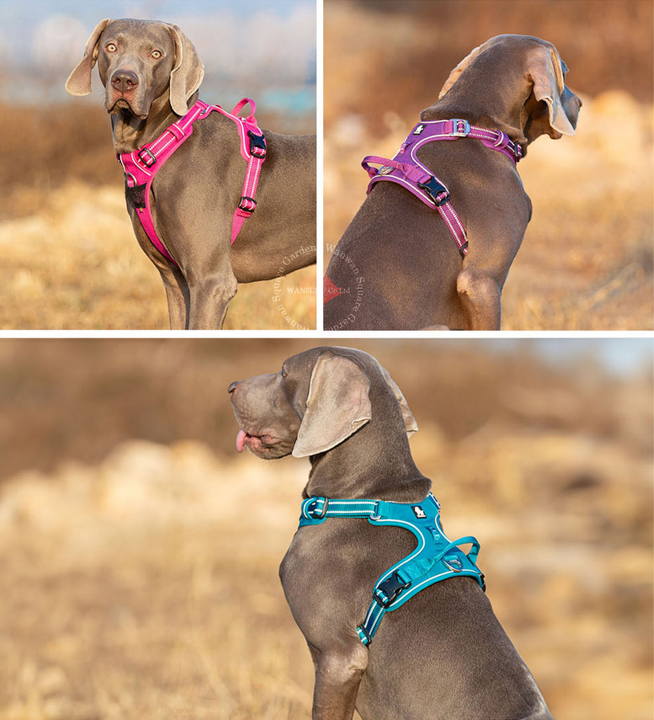 犬ハーネス犬用ハーネス胴輪ソフトパッド簡単装着快適軽量大型犬小型犬送料無料ハンドルハーネス改良版イージークリックハーネス