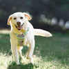 犬 ハーネス TLH5657 パステルライラック 犬用ハーネス 中型犬 大型犬 着用 フィット感 Truelove
