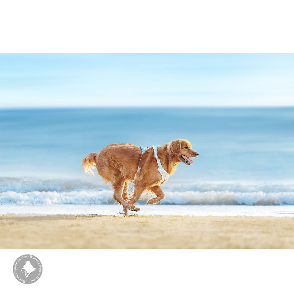 犬ハーネス夜間安全脱着可能Trueloveプレミアム丈夫USB充電LEDライトAirTagトラッキングケースナイトセーフティハーネス