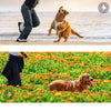 犬ハーネス夜間安全脱着可能Trueloveプレミアム丈夫USB充電LEDライトAirTagトラッキングケースナイトセーフティハーネス