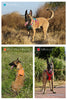 犬ハーネス名入れ中型犬大型犬犬用胴輪Trueloveブランドネオプレンクッションメンタルケア不安緩和ハーネス抜けが起こりにくい形状のハーネス