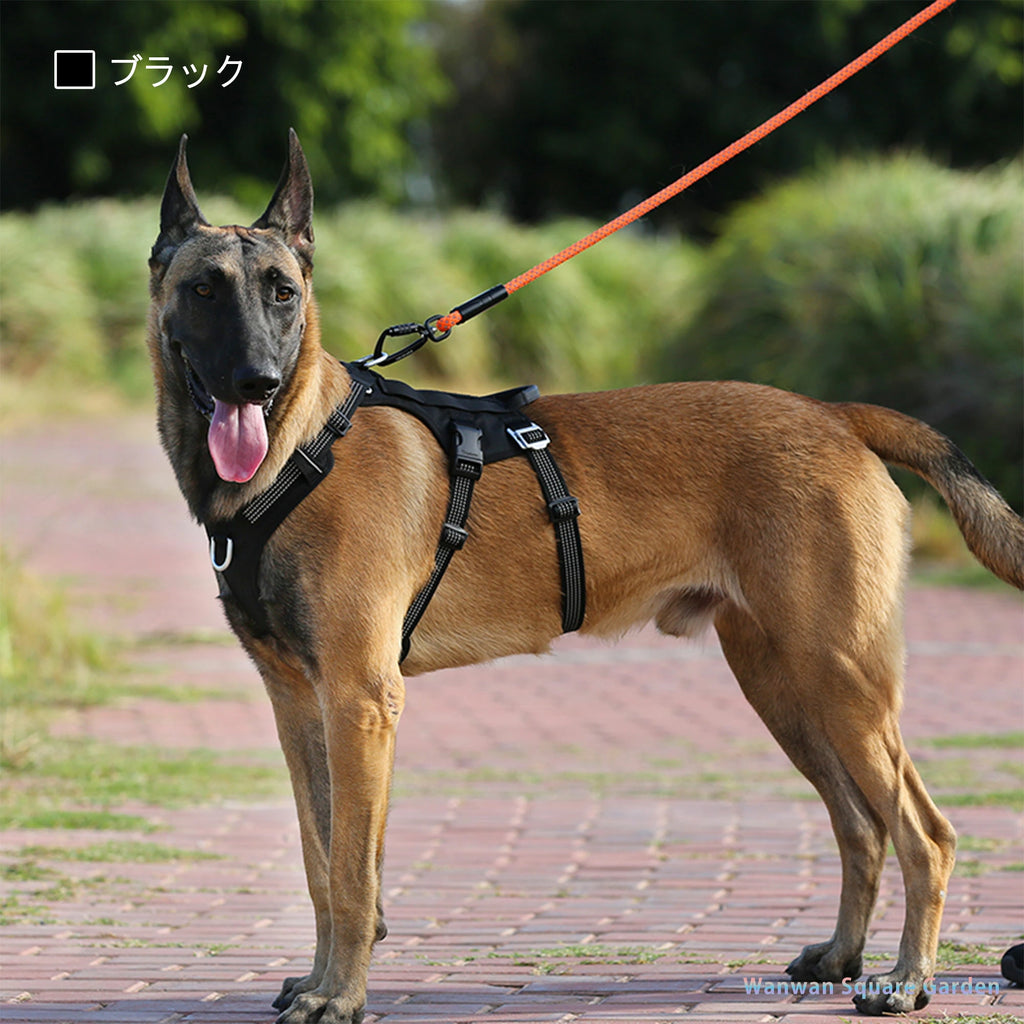 A-Frame 愛くるし Dog Leash Lサイズ 大型犬 Hikkaduwa