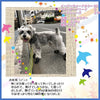 犬靴犬靴犬の靴ドッグシューズシューズハードTrueloveブランド防水スポーツ介護足怪我シニアケア小型犬中型犬大型犬